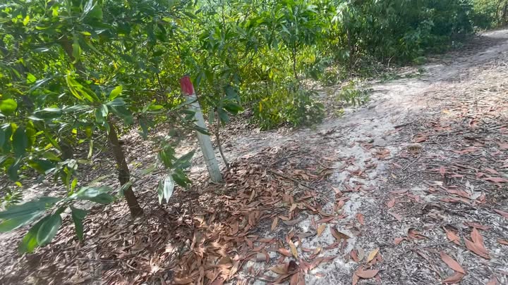 Đất nền Bình Dương Thăng An 1000m² giá 1.5 tỷ - Cơ hội vàng đầu tư!