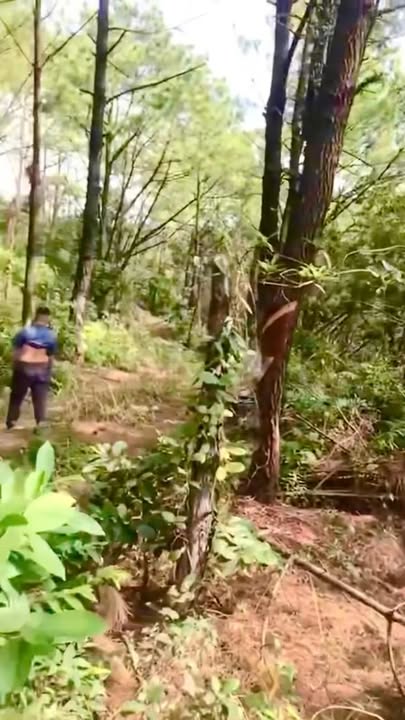 Đất rừng sản xuất 24ha tại Hoàng Quế, Đông Triều chỉ 2.4 tỷ - Cơ hội đầu tư tuyệt vời!