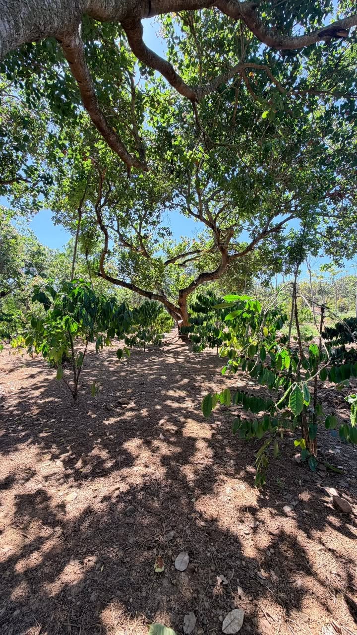 Đất Farm 3.4ha thôn 3, Bình Minh giá 4 tỷ - Đầu tư sinh lời ngay!