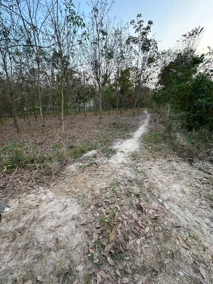 Đất nền 800m² tại xã Phan, Dương Minh Châu, Tây Ninh - Giá chỉ 360 triệu!