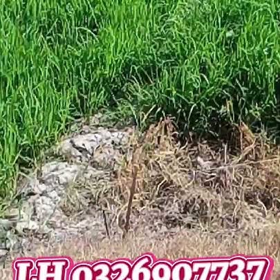 Đất nông nghiệp 10.000m² xã Vĩnh Trị, huyện Vĩnh Hưng chỉ 850 triệu - Gần đường nhựa