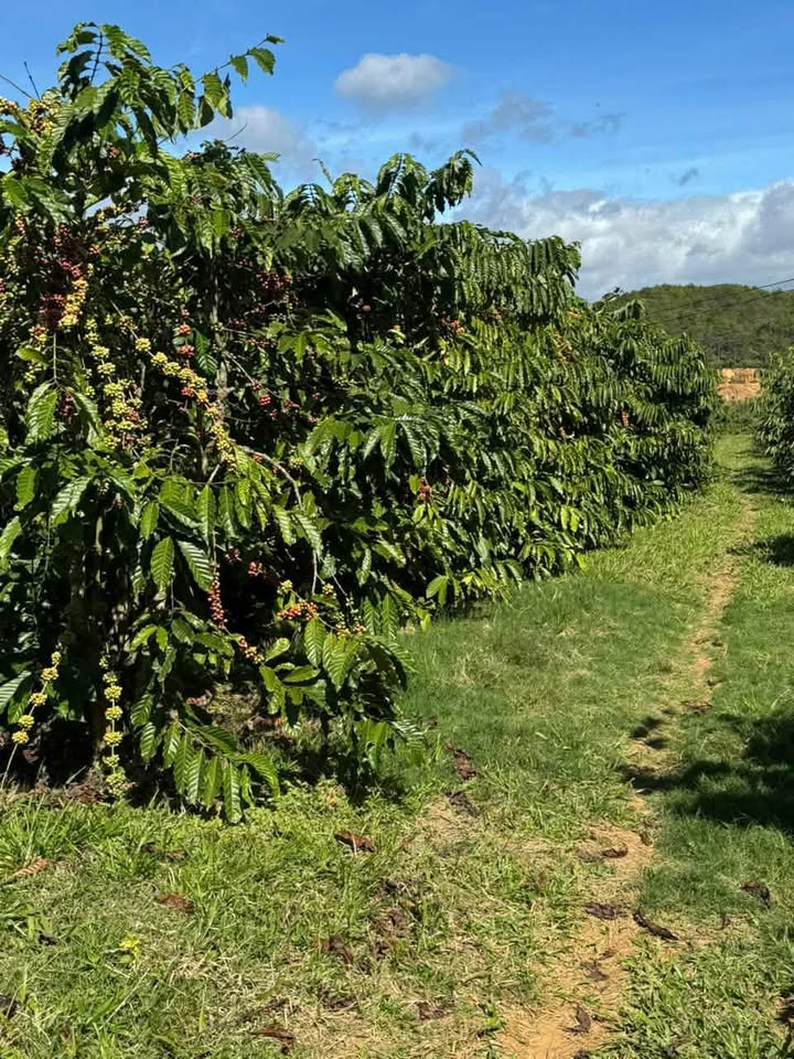 Đất nền Xã Đà Loan 10.000m² giá 4.2 tỷ - Sổ đỏ chính chủ