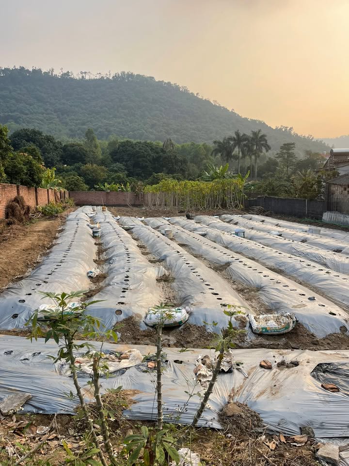 Đất nền chính chủ tại Lê Lợi, Chí Linh, 728m² - Giá siêu hấp dẫn chỉ 1 tỷ!