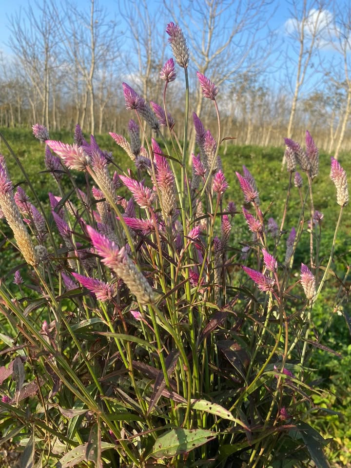 Đất nền Hoà Thắng, Buôn Ma Thuột 150m² giá 1.8 tỷ - Pháp lý rõ ràng, đầu tư sinh lời!