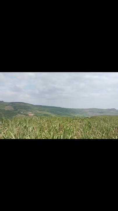 Đất nền thôn Lam Sơn, xã An Thọ, huyện Tuy An, Phú Yên 1323m² giá 250 triệu - Cơ hội đầu tư hấp dẫn!