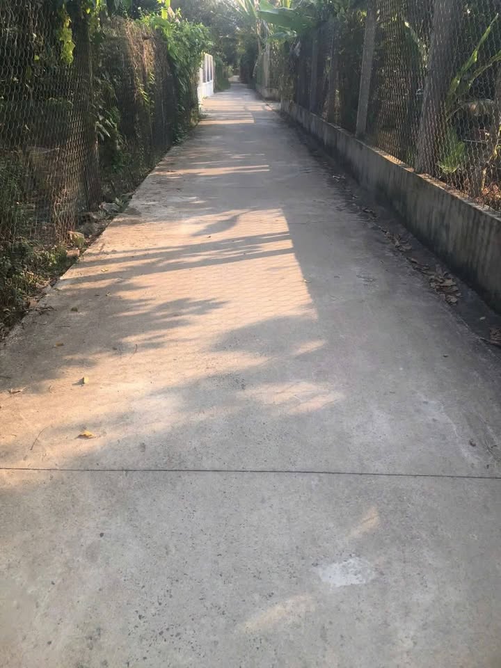 Bán vườn bưởi da xanh tại Quới Thành, Bến Tre 1000m² - Giá tốt thương lượng!