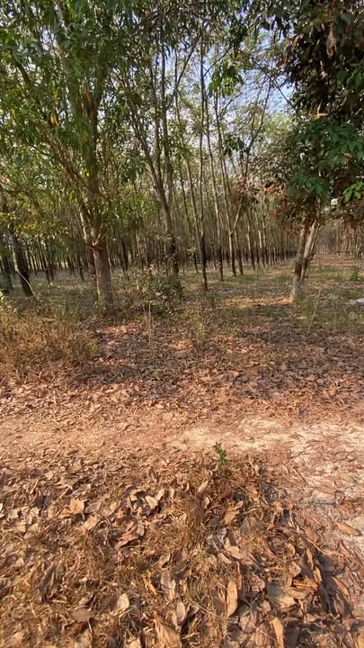 Đất nền Tân Bình 10,781m² giá 13 tỷ - Cơ hội đầu tư hiếm có!