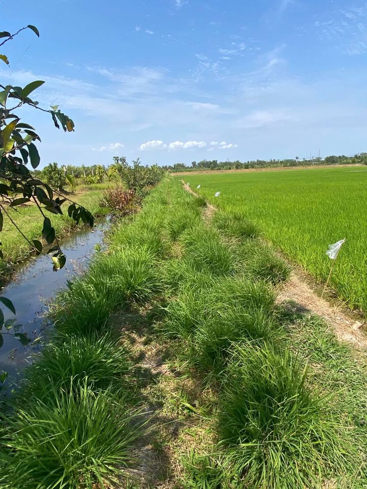 Đất Farm 22000m² tại Phường 1, TP Trà Vinh - Cơ hội đầu tư hấp dẫn chỉ 550 triệu!