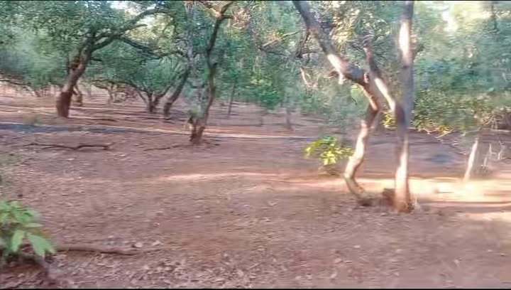 Đất nông nghiệp 1,75 hecta tại xã Bom Bo - Giá chỉ 2,45 tỷ - Sổ đỏ chính chủ!