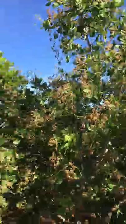 Đất nền 630m² tại Đường 10, Huyện Bù Đăng - Chính chủ cần bán gấp!