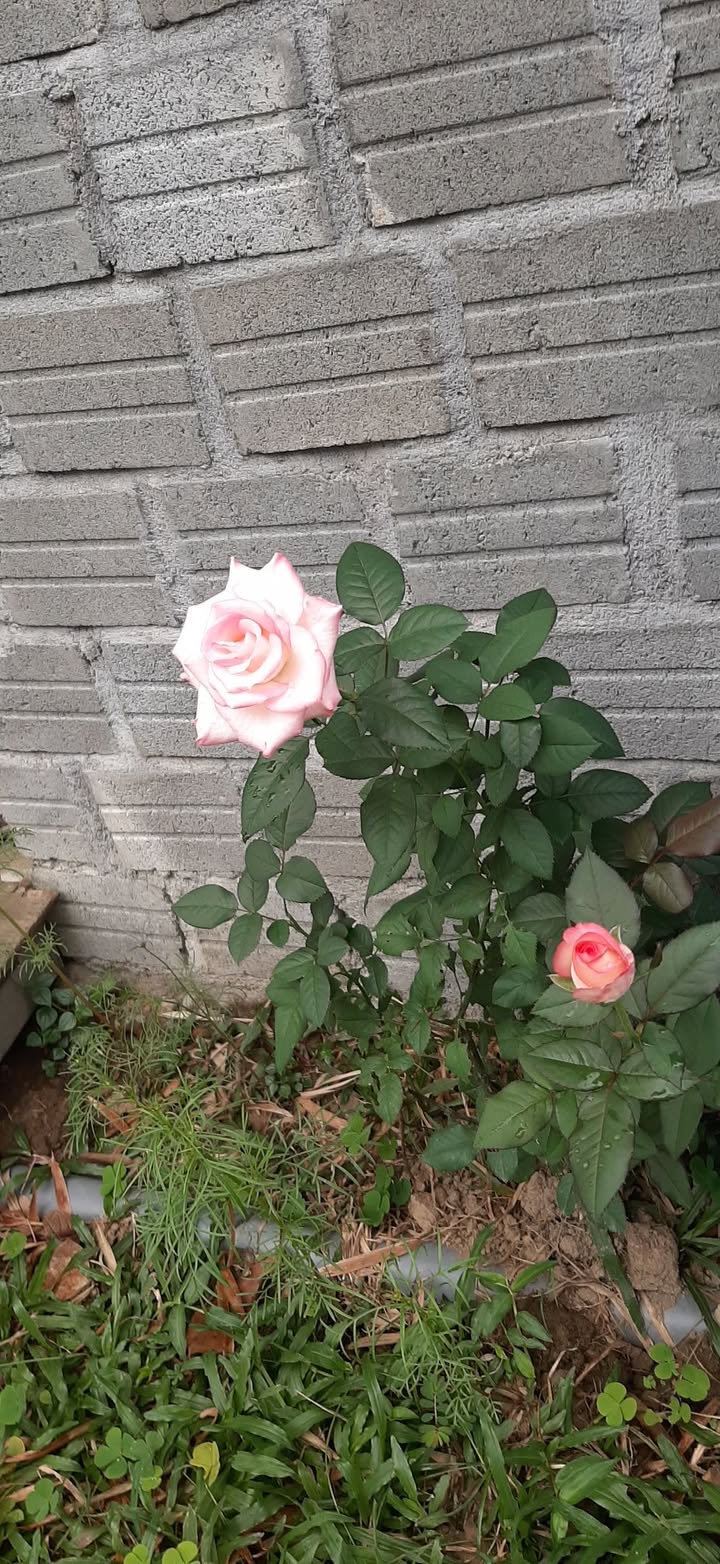 Bán đất kiệt ô tô Tô Hiệu 104,5m² giá 2,99 tỷ - Đầu tư sinh lời tốt!