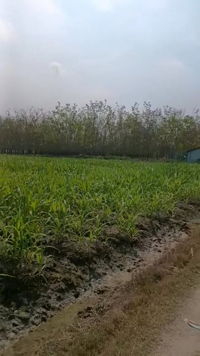 Đất vườn 20.000m² tại Châu Thành, Tây Ninh giá 2 tỷ - Cơ hội đầu tư hấp dẫn!