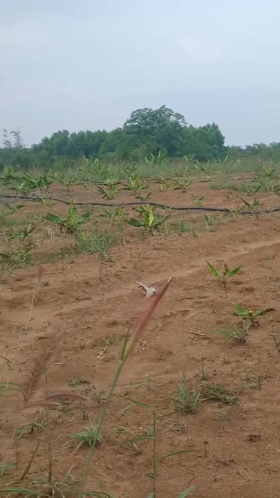 Đất Farm 12000m² tại Xã Sông Ray, Huyện Cẩm Mỹ, giá 420 triệu - Cơ hội đầu tư tuyệt vời!