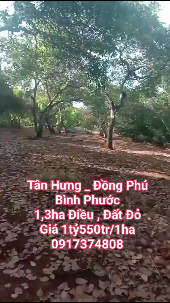 Đất nông nghiệp Tân Hưng Đồng Phú 1,3ha giá 1,55 tỷ - Đầu tư sinh lời ngay!