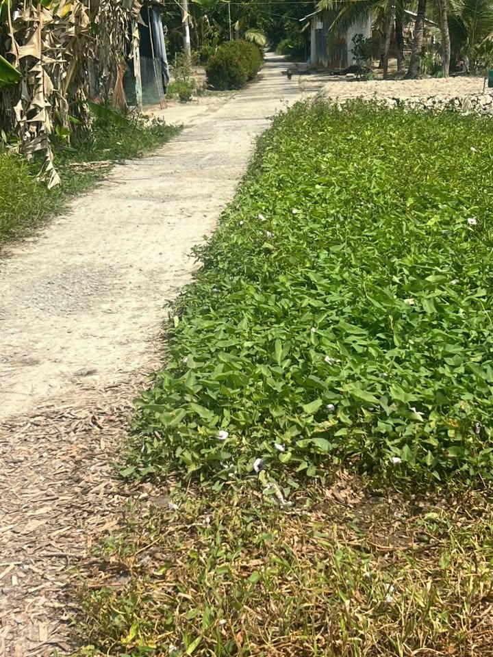 Đất nền 4 nền liền kề 320m² tại Xã Long Hưng, Sóc Trăng - Giá chỉ 140 triệu