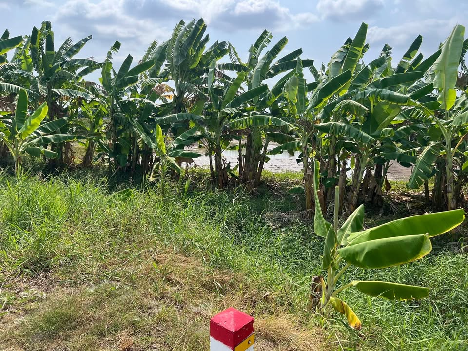 Đất mặt tiền trục kinh tế Mỹ Xuyên 2000m² giá 40 triệu/m ngang - Cơ hội đầu tư tuyệt vời!