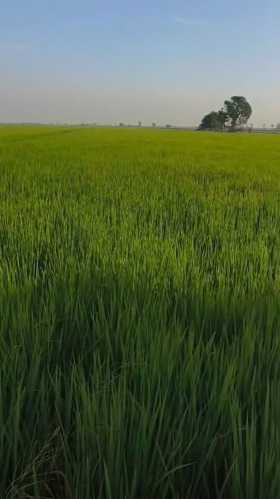 Đất nền 50.000m² xã Tân Trung, huyện Phú Tân giá 110 triệu - Cơ hội đầu tư hiếm có!