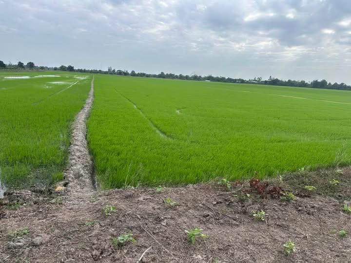 Đất Ruộng 5740m² Trung Thạnh, Cờ Đỏ - Giá Thỏa Thuận Hấp Dẫn!