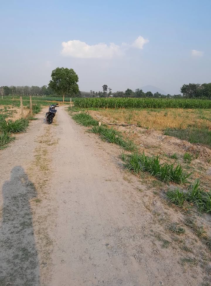 Đất nền 50m² Chòm Dừa, Đồng Khởi, Châu Thành giá 290 triệu - Cơ hội đầu tư tuyệt vời!