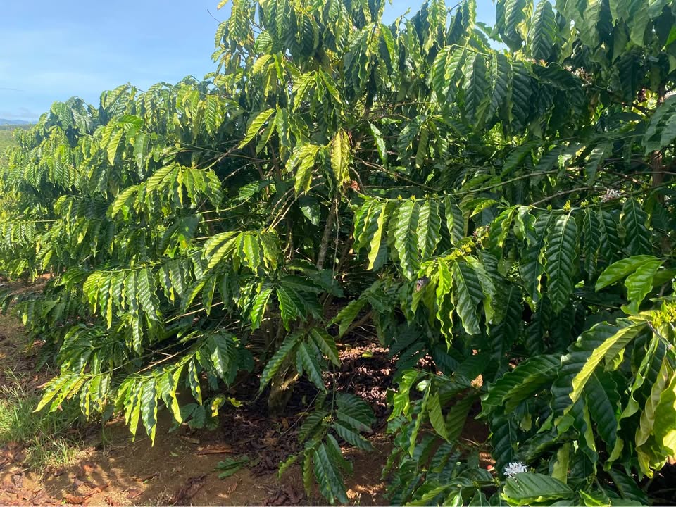 Đất thổ cư xã Tân Văn, huyện Lâm Hà 25,200m² giá thỏa thuận - Cơ hội đầu tư tuyệt vời!