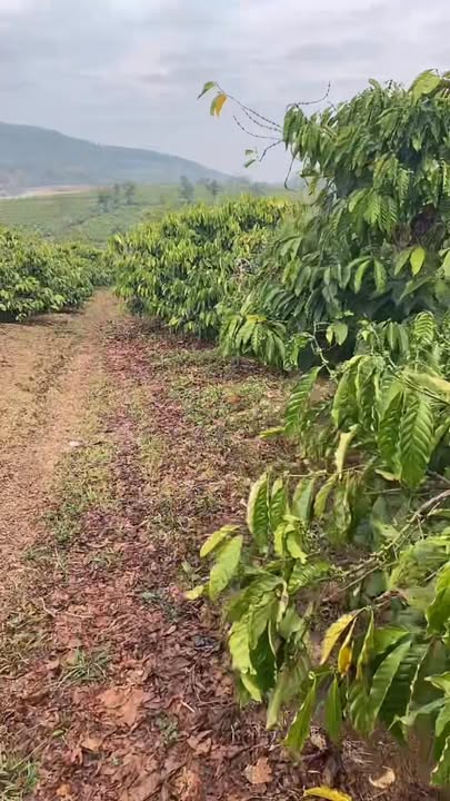 Đất nông nghiệp 1,7 ha tại xã Ia Hrung, Gia Lai giá 1,7 tỷ - Cơ hội đầu tư tiềm năng!