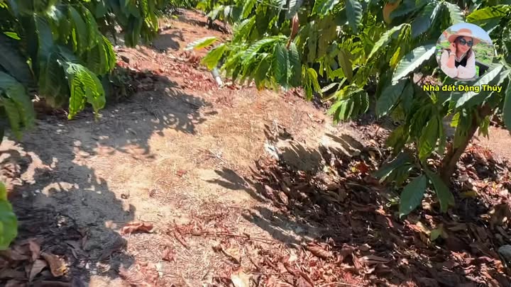 Đất nông nghiệp Đăk Đoa Gia Lai 4,7ha giá chỉ 1.87 tỷ - Cơ hội đầu tư lý tưởng!