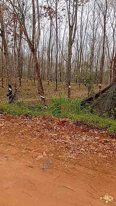 Đất mặt tiền đường liên xã Thôn 7, Xã Ea Nam, 10000m² giá 3.1 tỷ - Cơ hội đầu tư tuyệt vời!