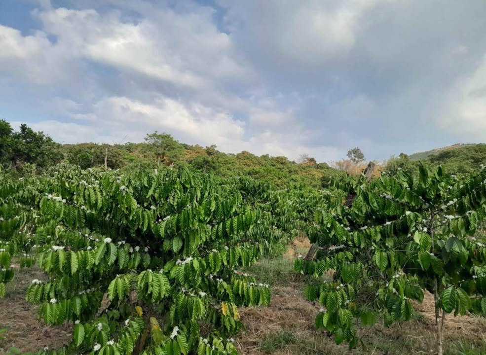 Đất nông nghiệp Ia Grai, Gia Lai 1ha giá 6.5 tỷ - Đầu tư sinh lời ngay!