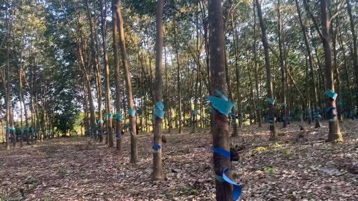 Đất nền xã Ia Púch 34.000m² giá 2,2 tỷ - Cơ hội đầu tư hiếm có!