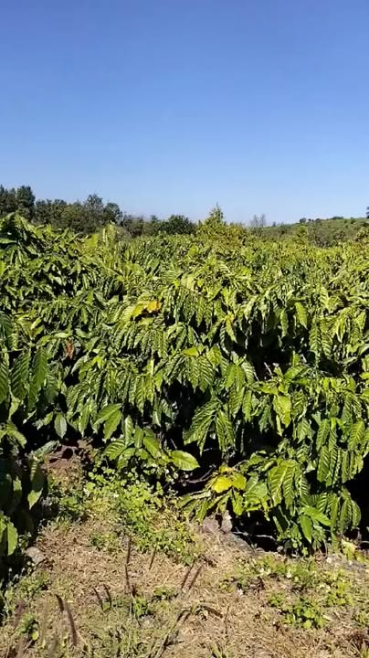 Farm Đắk Krong, Đăk Đoa, Gia Lai 1440m² giá 1 tỷ - Đất đẹp, cây trồng xanh tốt!