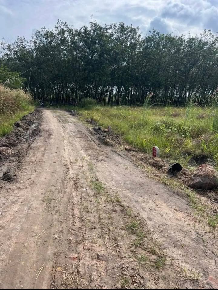 Đất nền Tân Phong, Tân Biên 175m² giá 85 triệu - Đầu tư sinh lời ngay!