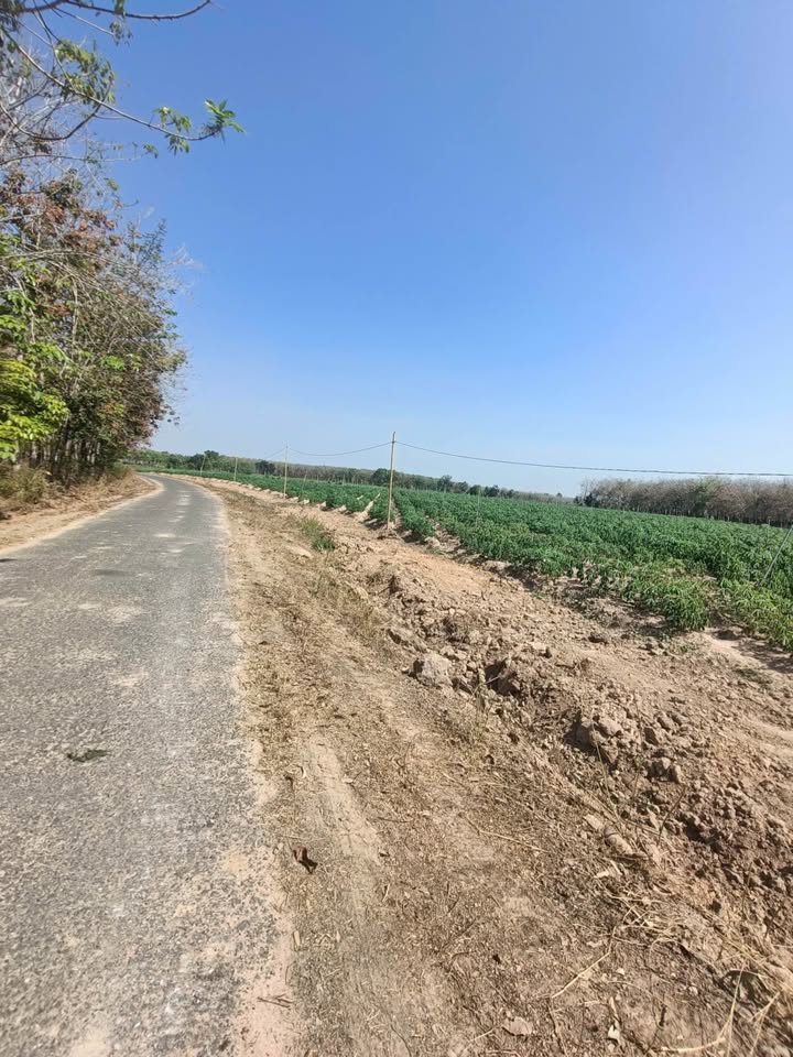 Đất thổ cư chính chủ Xã Phước Vinh 1400m² giá 1.95 tỷ - Đầu tư sinh lời ngay!