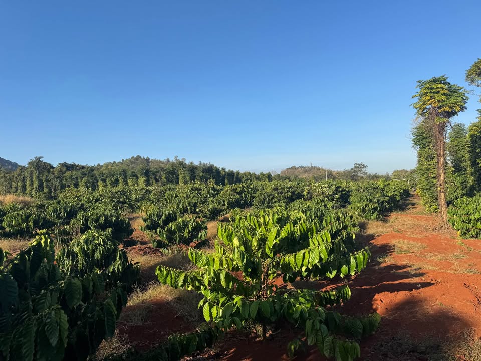 Đất nông nghiệp Cư Jút 2376m² giá 3.63 tỷ - Cơ hội đầu tư hấp dẫn!