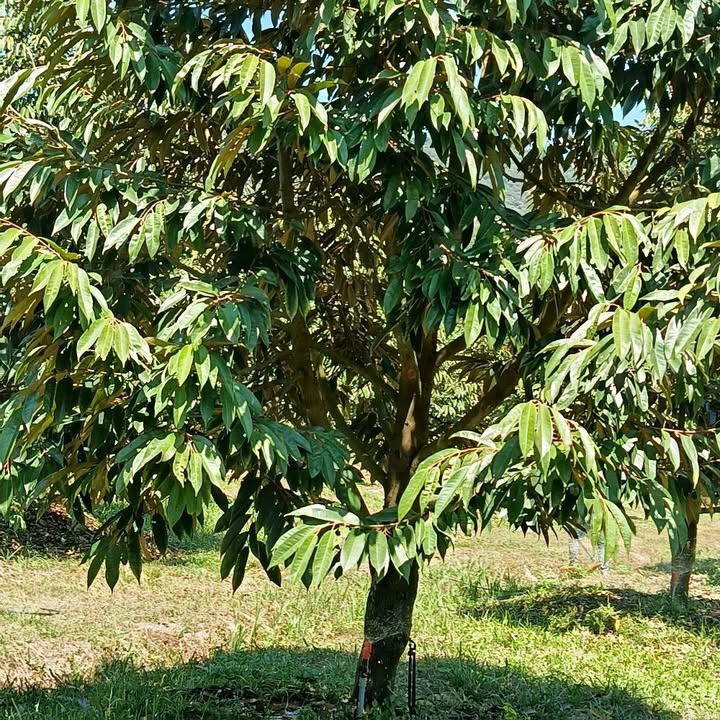 Vườn sầu riêng Thái Đa Kai 11000m² giá 2.2 tỷ - Cơ hội đầu tư vàng!