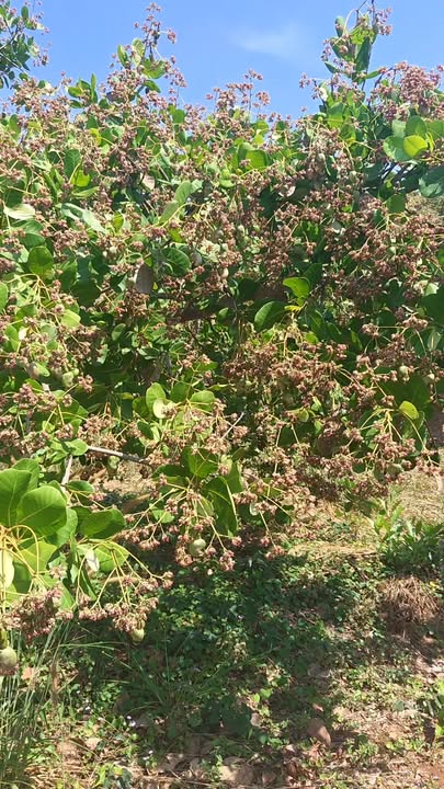 Đất Farm 1,65ha tại Xã Đak Nhau, Huyện Bù Đăng - Giá thỏa thuận hấp dẫn!