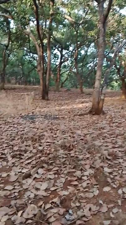 Đất nông nghiệp 47.000m² tại Đak Nhau, Bù Đăng - Giá chỉ 1.7 tỷ, thương lượng