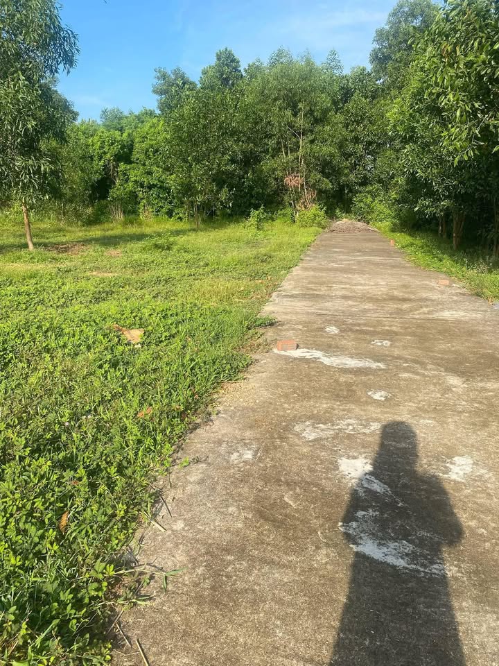 Đất nền Thị Trấn Ái Nghĩa 250m² giá 490 triệu - Gần chợ và trường học!