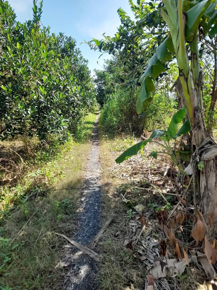 Đất vườn mặt tiền đường 77m tại Định An, Đồng Tháp - Giá chỉ 450 triệu!