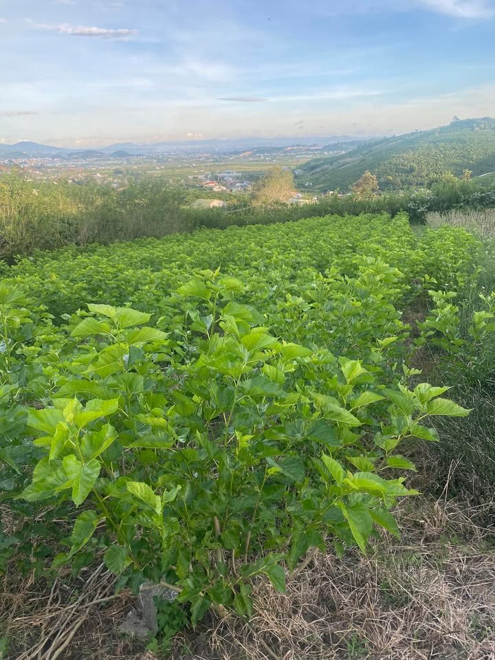 Đất nền xã Tân Văn 740m² giá 400 triệu - Pháp lý rõ ràng, tiện lợi!