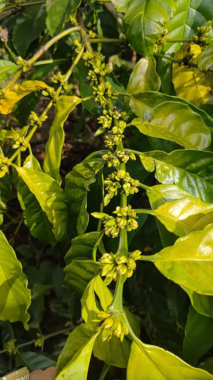 Vườn cafe 2160m² Đắk Gằn giá chỉ 850 triệu - Mảnh đất kinh doanh lý tưởng!