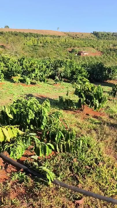 Đất Farm 1ha7 thôn 9 Đắk Búk So, Tuy Đức - Kinh doanh cà phê lợi nhuận cao!