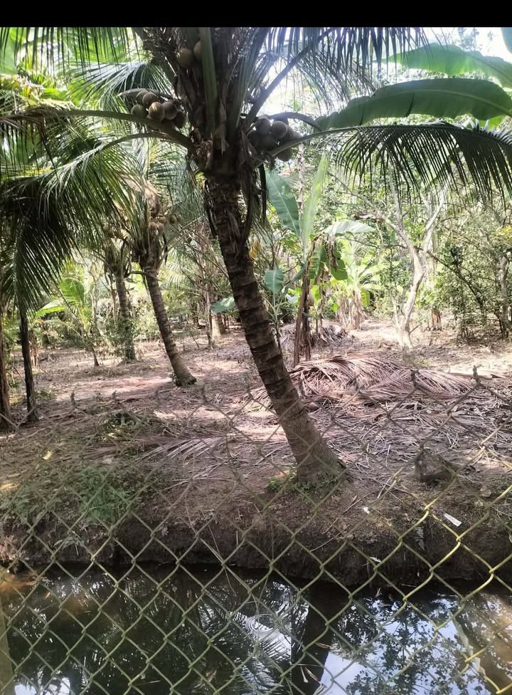 Đất nền 1017m² xã Ngũ Hiệp, huyện Cai Lậy - Giá chỉ 750 triệu, sổ đỏ chính chủ!