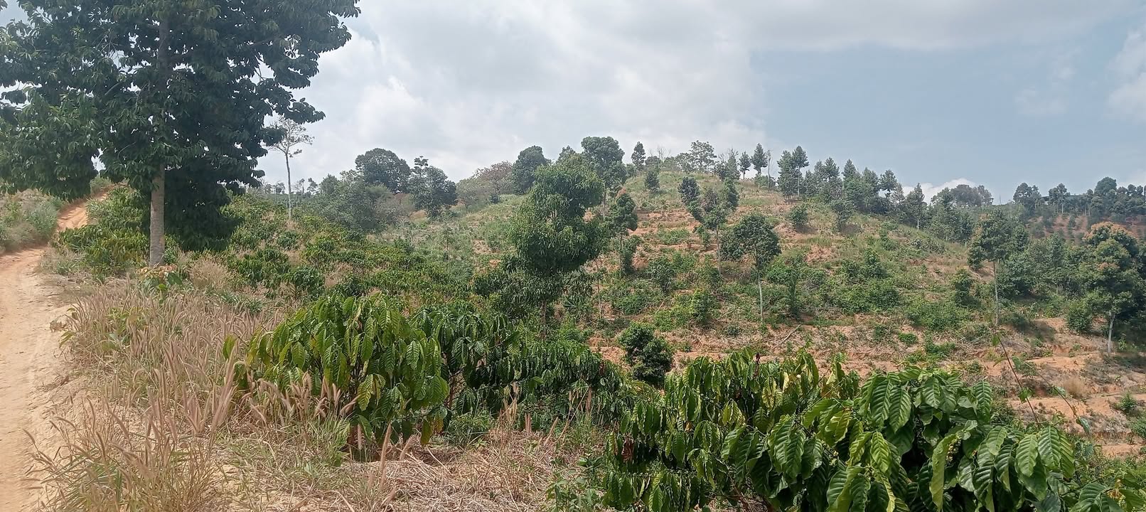 Đất nền 20.000m² tại Huyện Krông Nô, Đắk Nông - Giá chỉ 869 triệu VND!