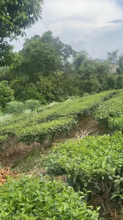 Đất nghỉ dưỡng Phượng Vĩ, Cẩm Khê 6200m² - Mặt hồ tuyệt đẹp, giá thỏa thuận!