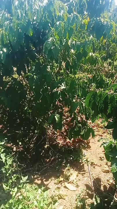 Bán rẫy cà phê tại xã Ia Hla, huyện Chư Pưh, diện tích 1,3ha giá 1,3 tỷ - Cơ hội đầu tư hấp dẫn!