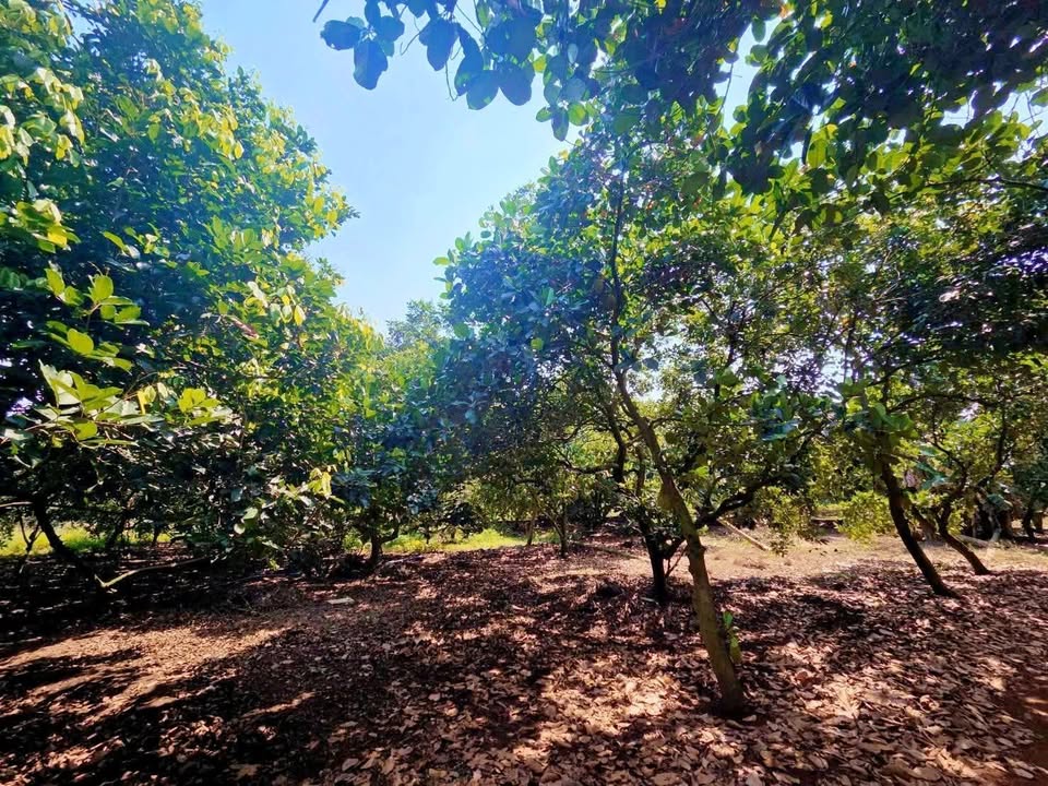 Đất vườn chôm chôm Thái 500m² tại Bình Lộc, Long Khánh - Giá chỉ 700 triệu!