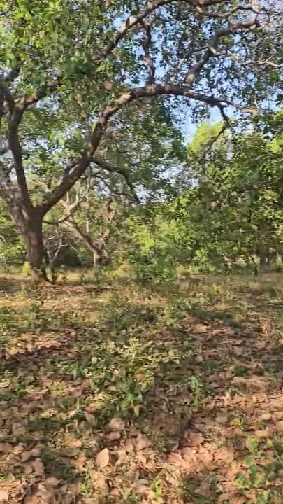 Đất nông nghiệp 5ha tại xã Bom Bo, huyện Bù Đăng - Cơ hội đầu tư hiếm có!