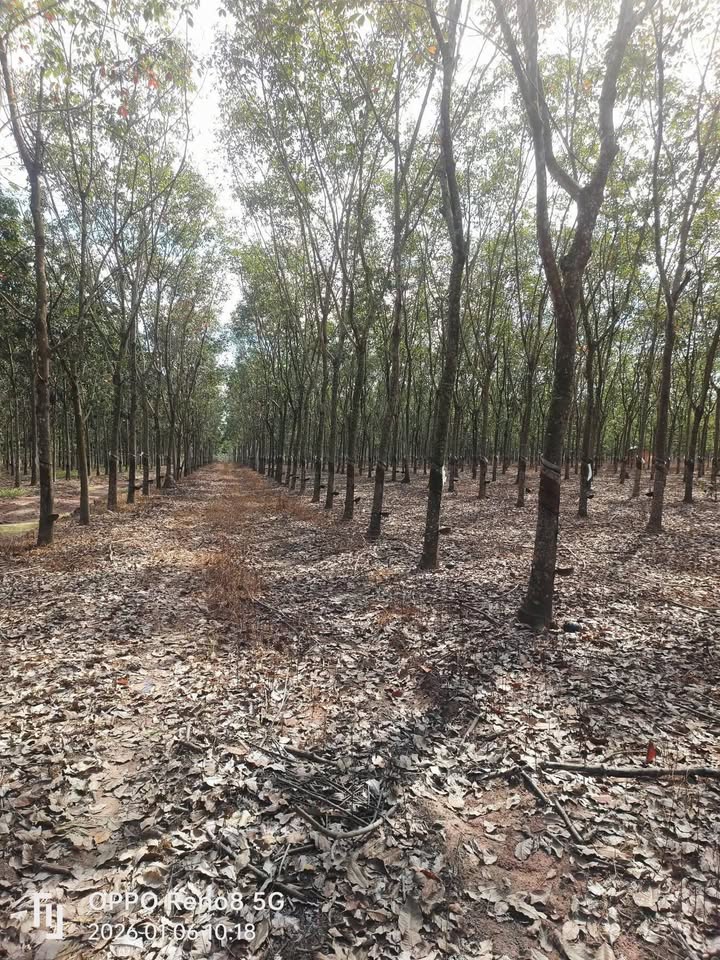 Đất Farm 2880m² tại An Thái, Phú Giáo chỉ 3 tỷ - Sổ đỏ chính chủ!