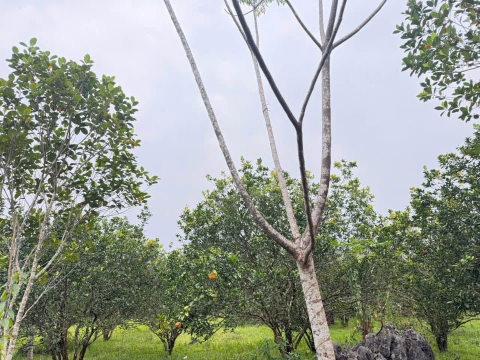 Đất nền 3750m² tại Tân Lạc, Hòa Bình giá chỉ 1 tỷ - Cơ hội đầu tư hấp dẫn!