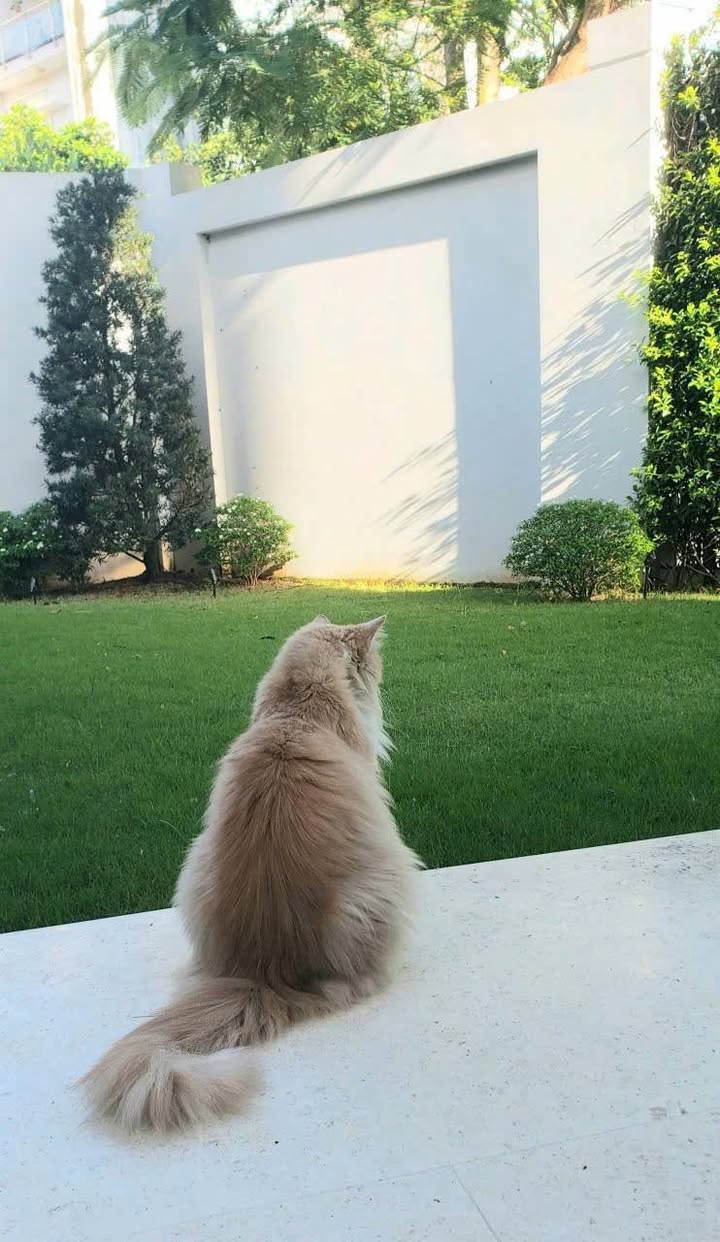 Villa Châu Âu Thạnh Mỹ Lợi Quận 2 375m² giá 88 tỷ - Không thể bỏ qua!